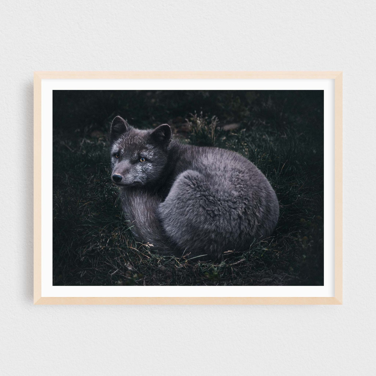 Arctic Fox of the Westfjords