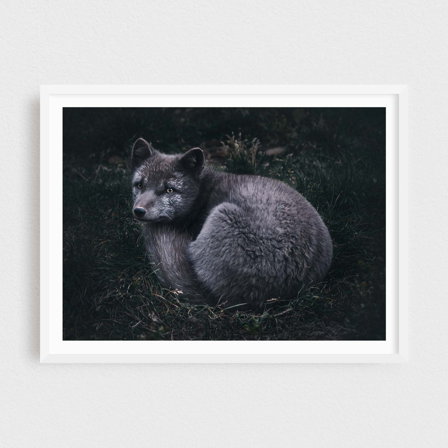 Arctic Fox of the Westfjords