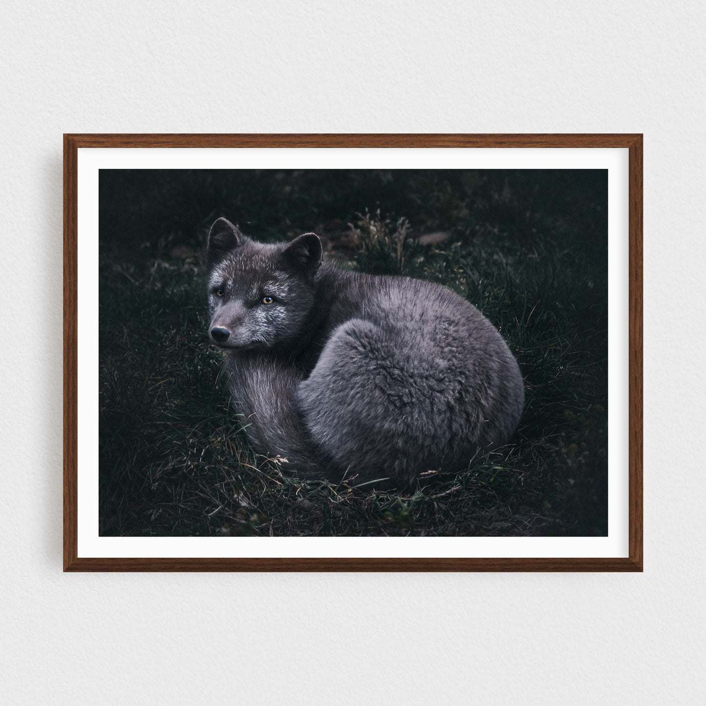 Arctic Fox of the Westfjords