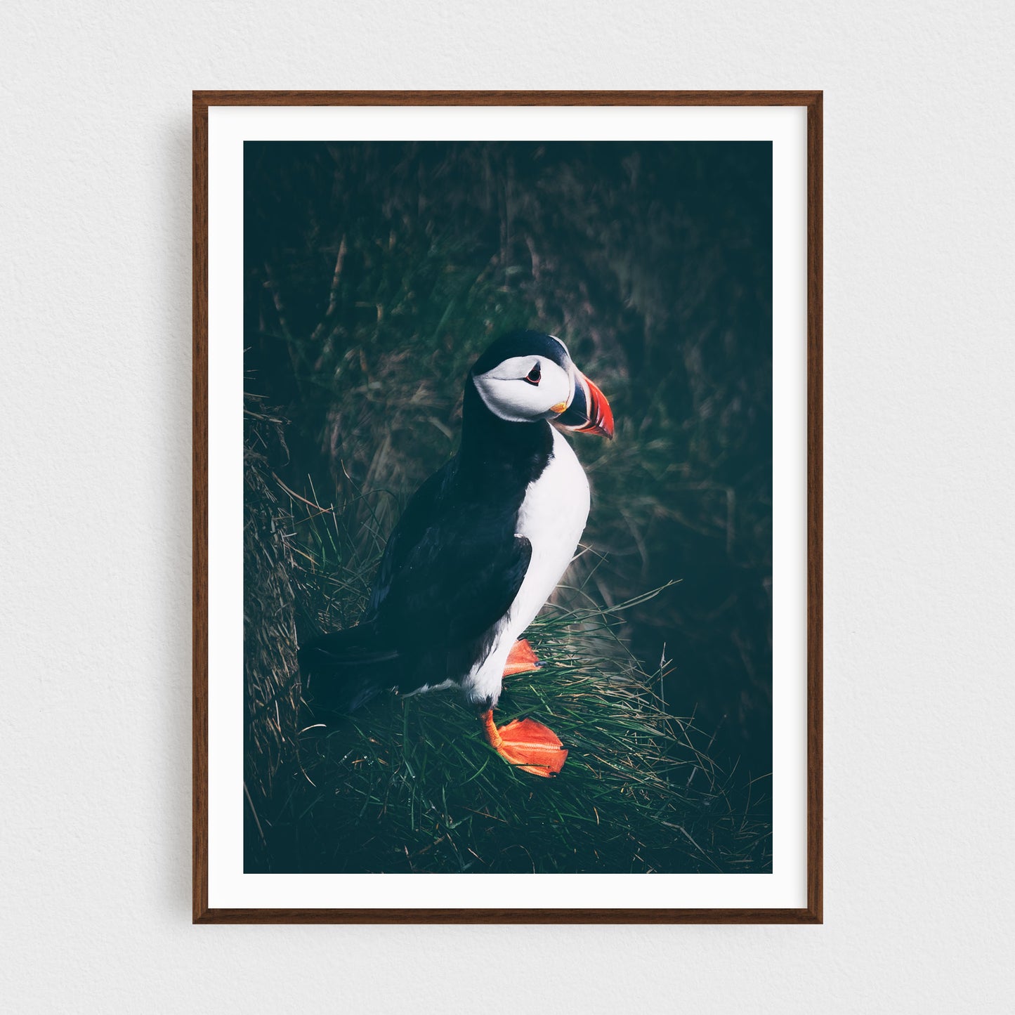 Puffin Photography Print