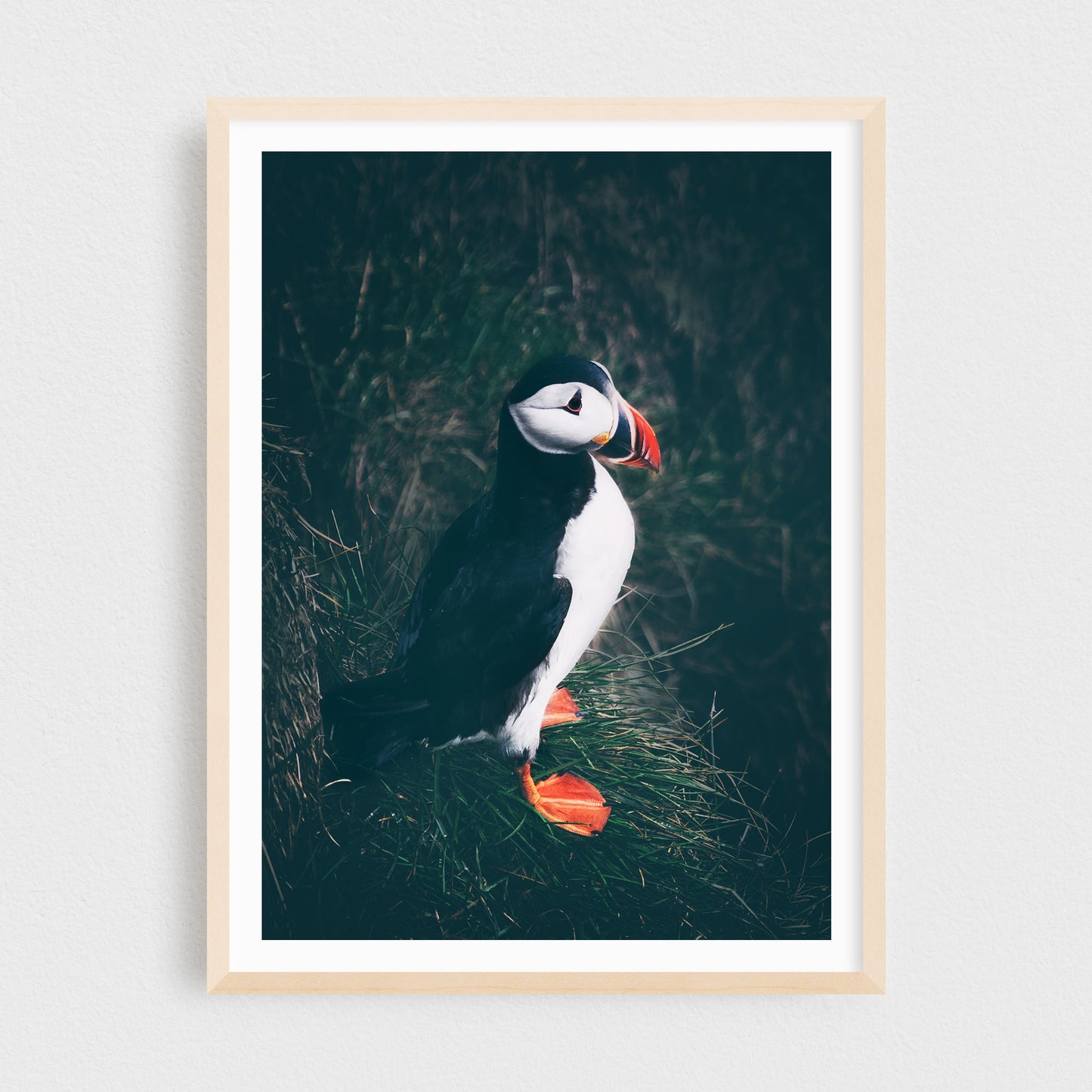 Puffin of the East Fjords