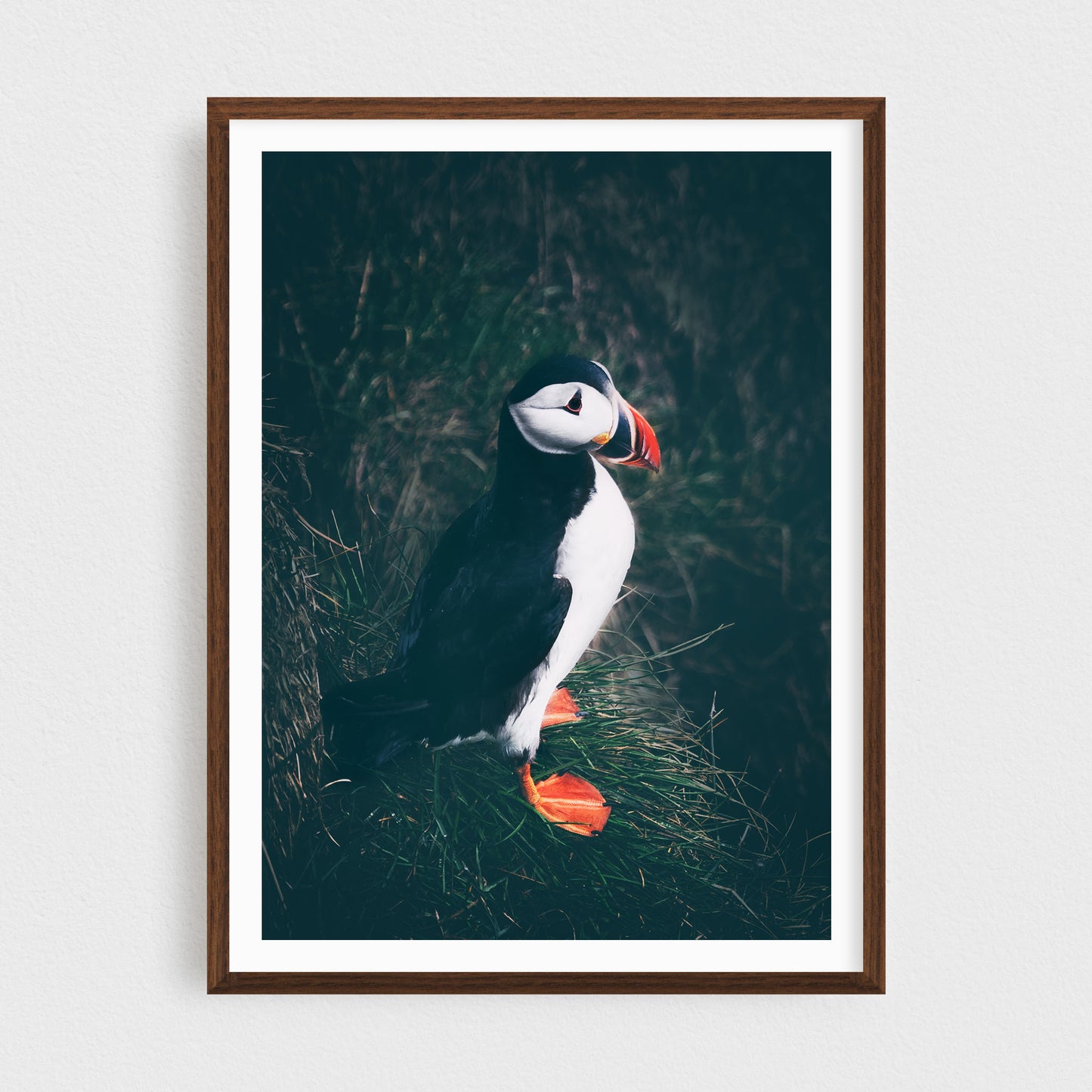 Puffin of the East Fjords