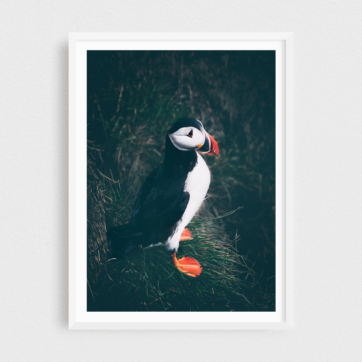 Puffin of the East Fjords