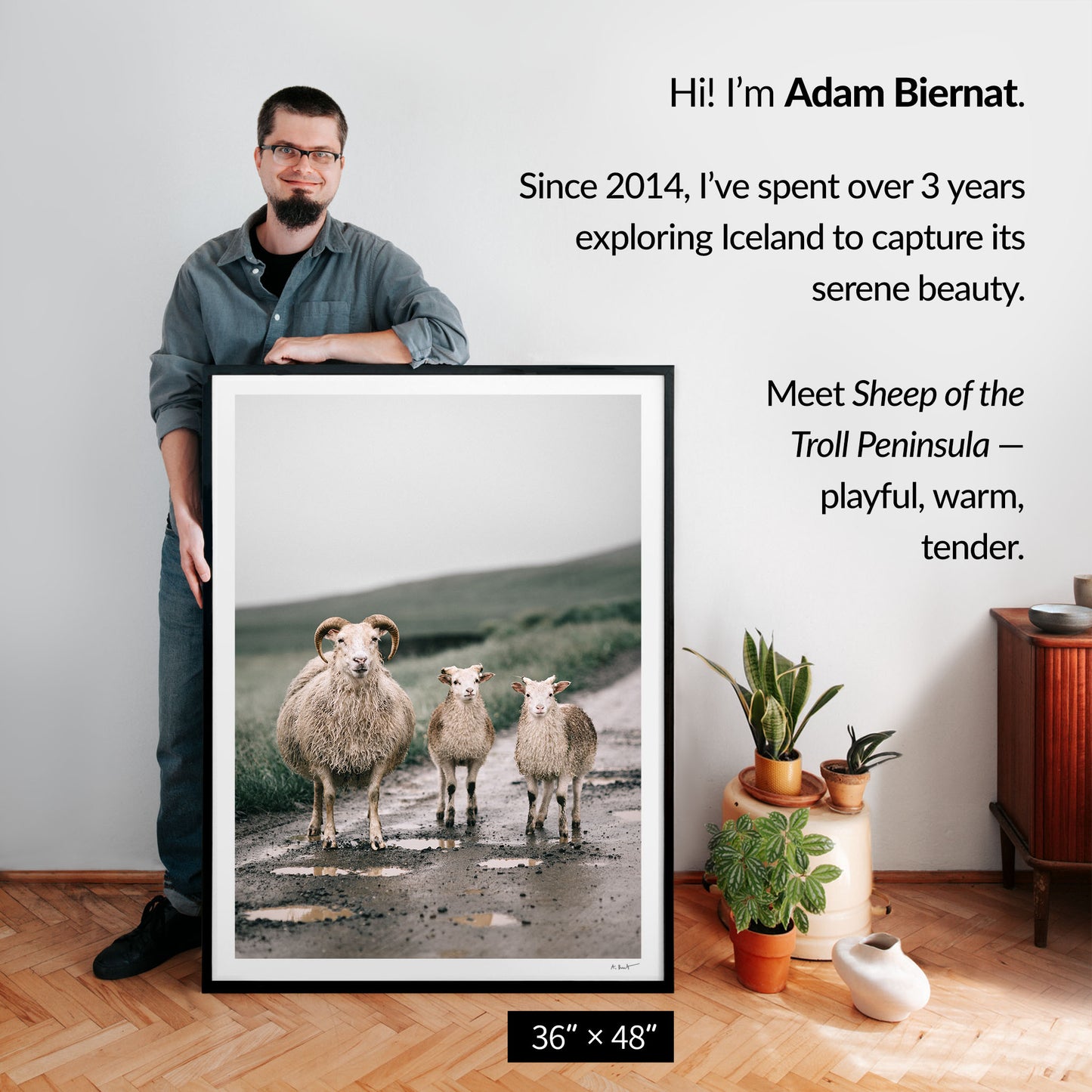 Icelandic Sheep of the Troll Peninsula
