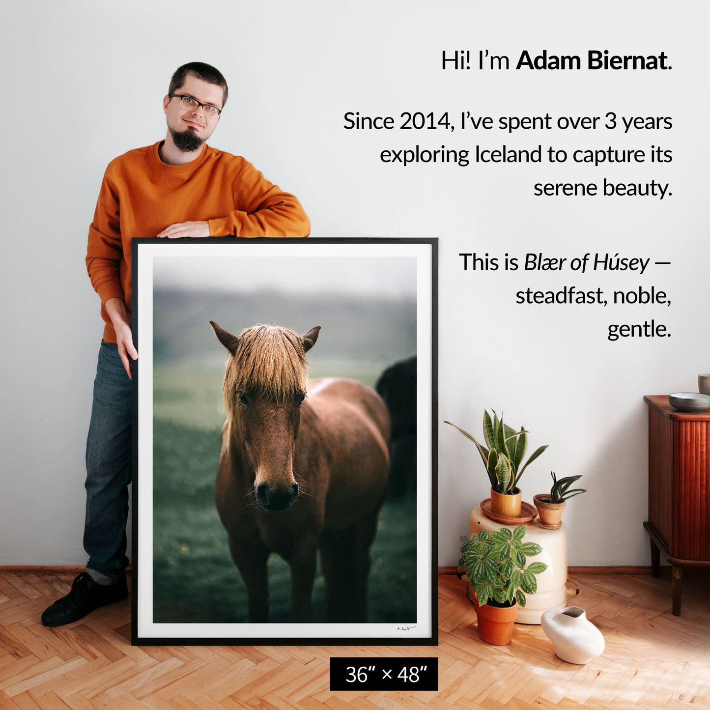 Blær of Húsey — Icelandic Horse
