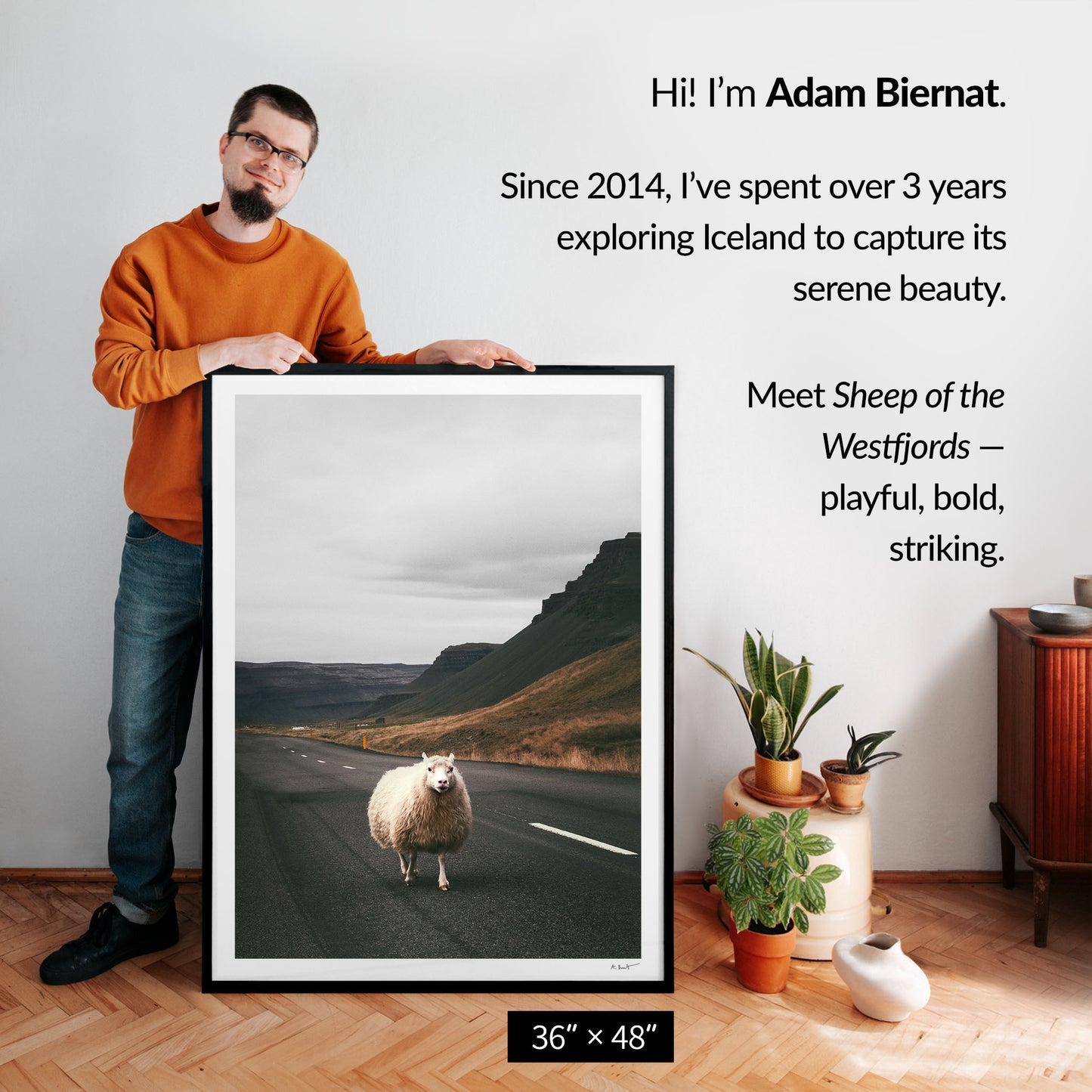 Sheep of the Westfjords