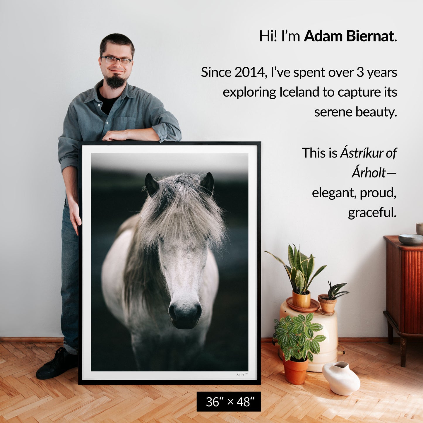 Ástríkur of Árholt — Icelandic White Horse