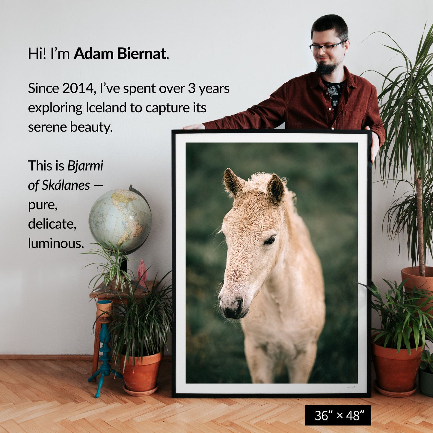 Bjarmi of Skálanes — Icelandic Foal
