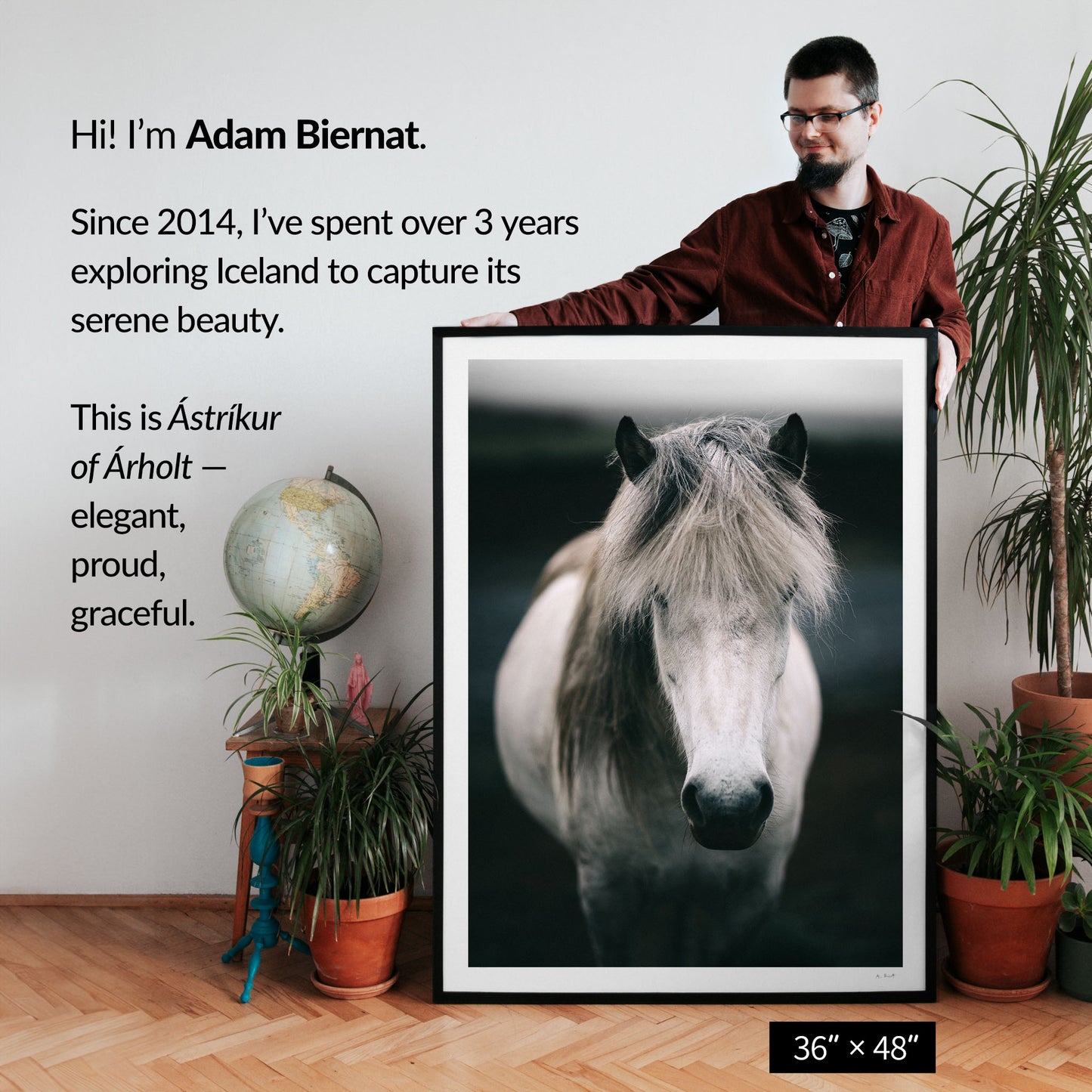 Ástríkur of Árholt — Icelandic White Horse
