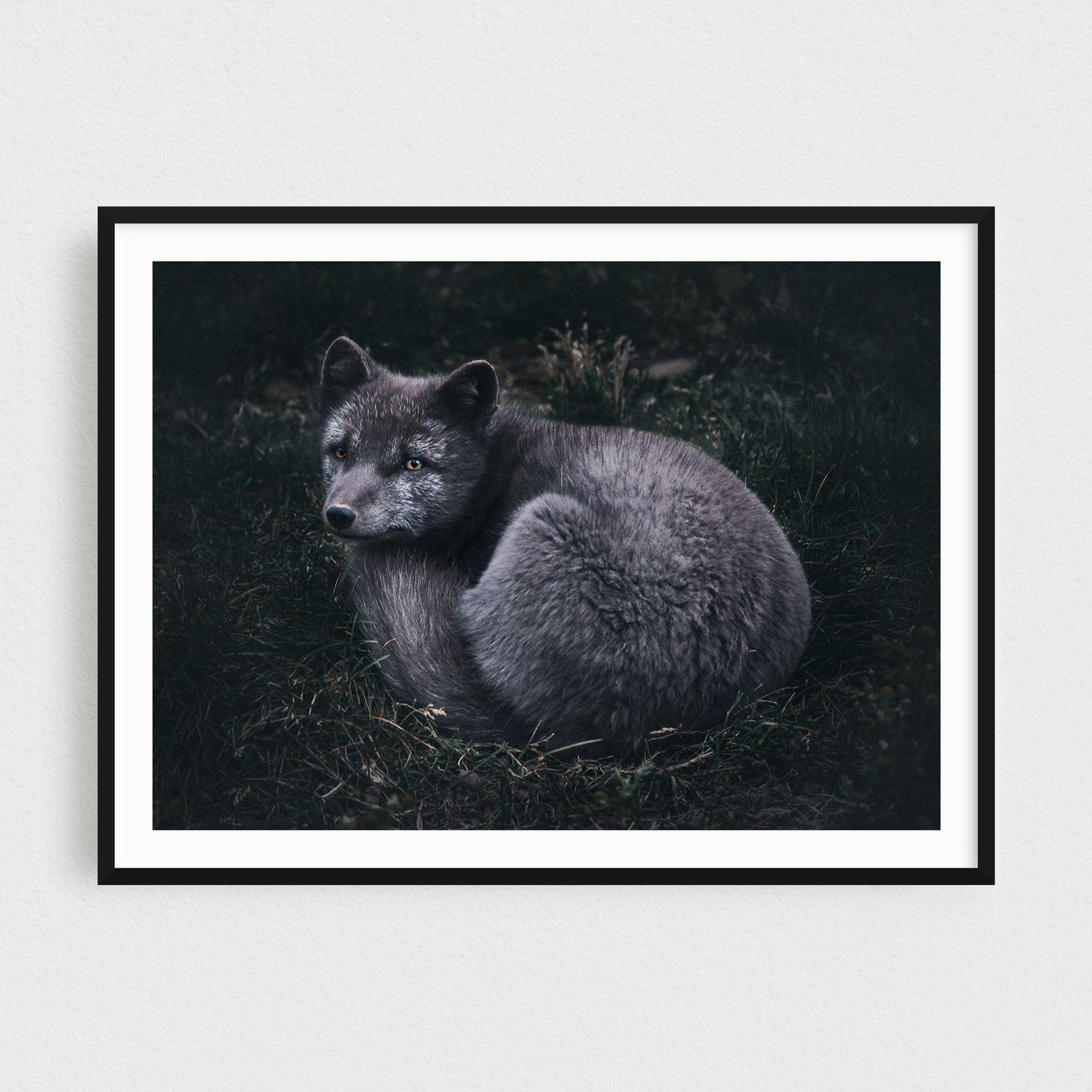 Arctic Fox of the Westfjords