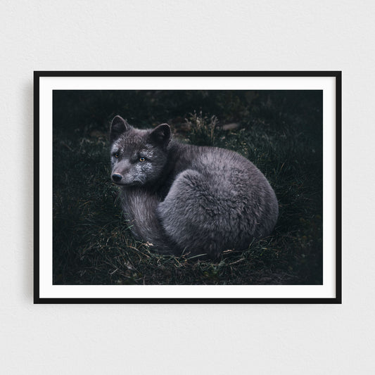 Arctic Fox of the Westfjords