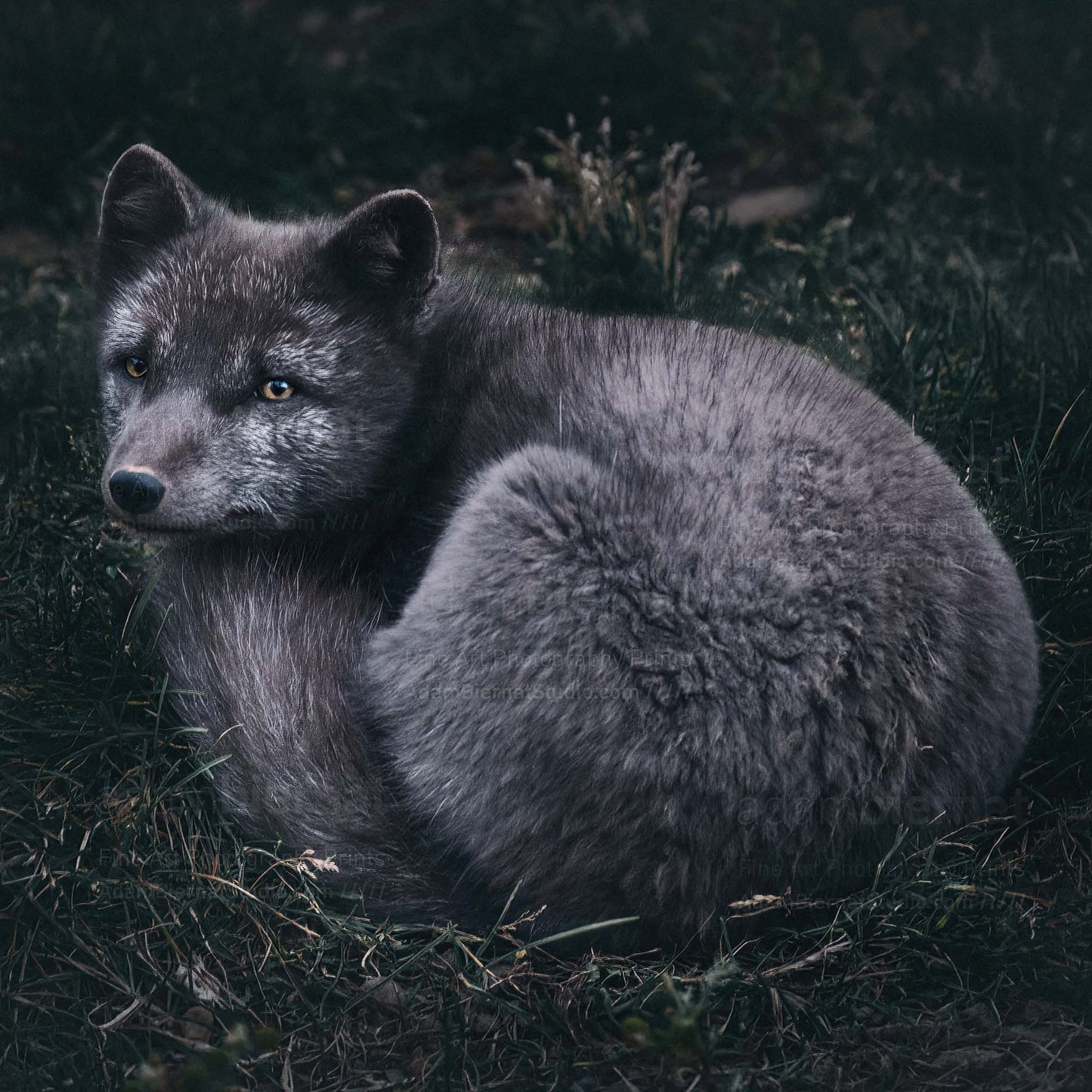 Arctic Fox of the Westfjords