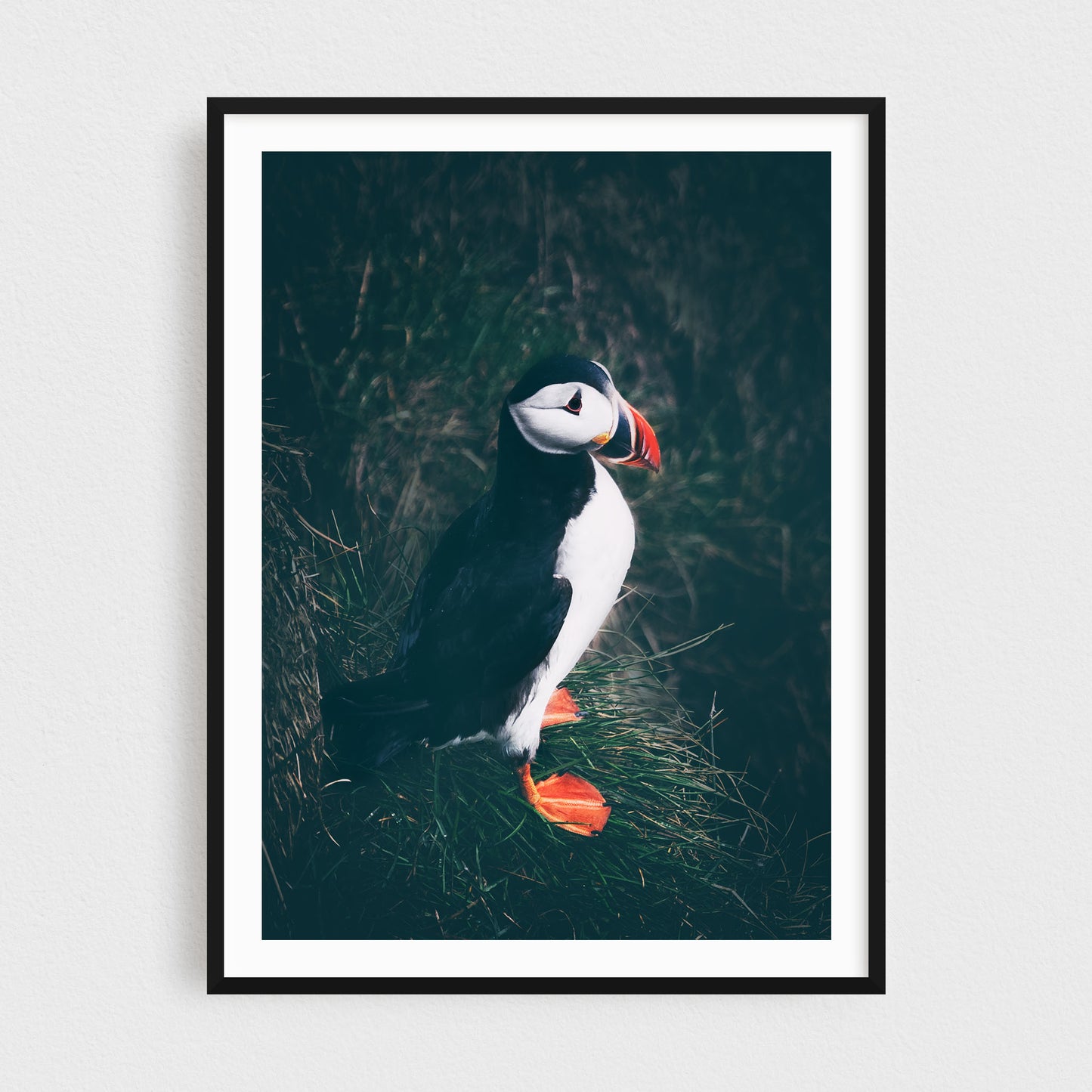 Puffin of the East Fjords