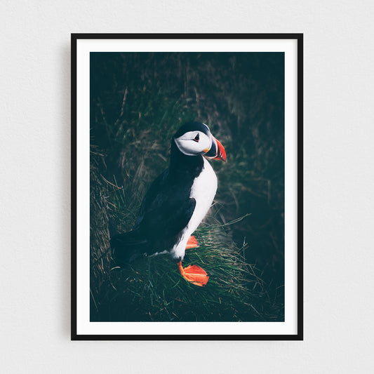 Puffin of the East Fjords