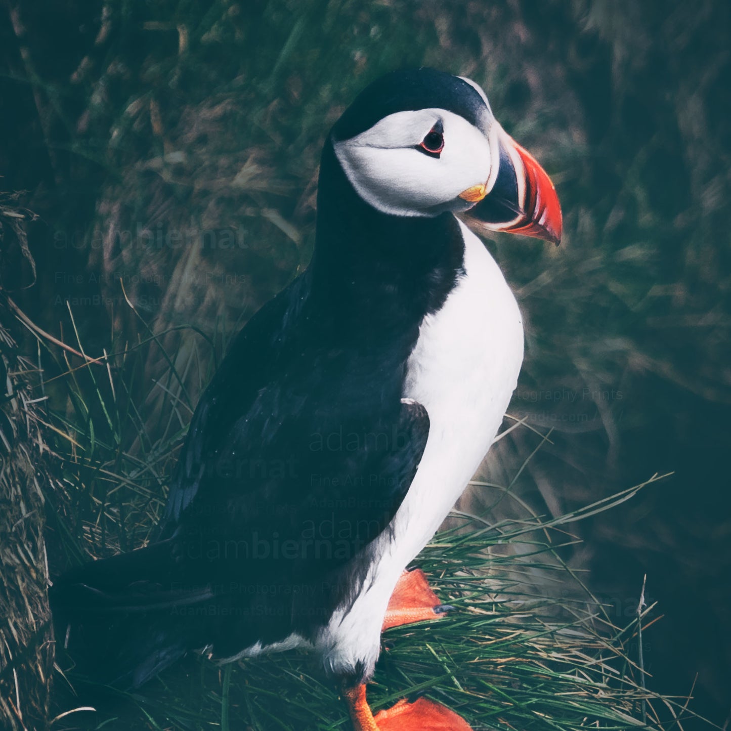 Puffin of the East Fjords