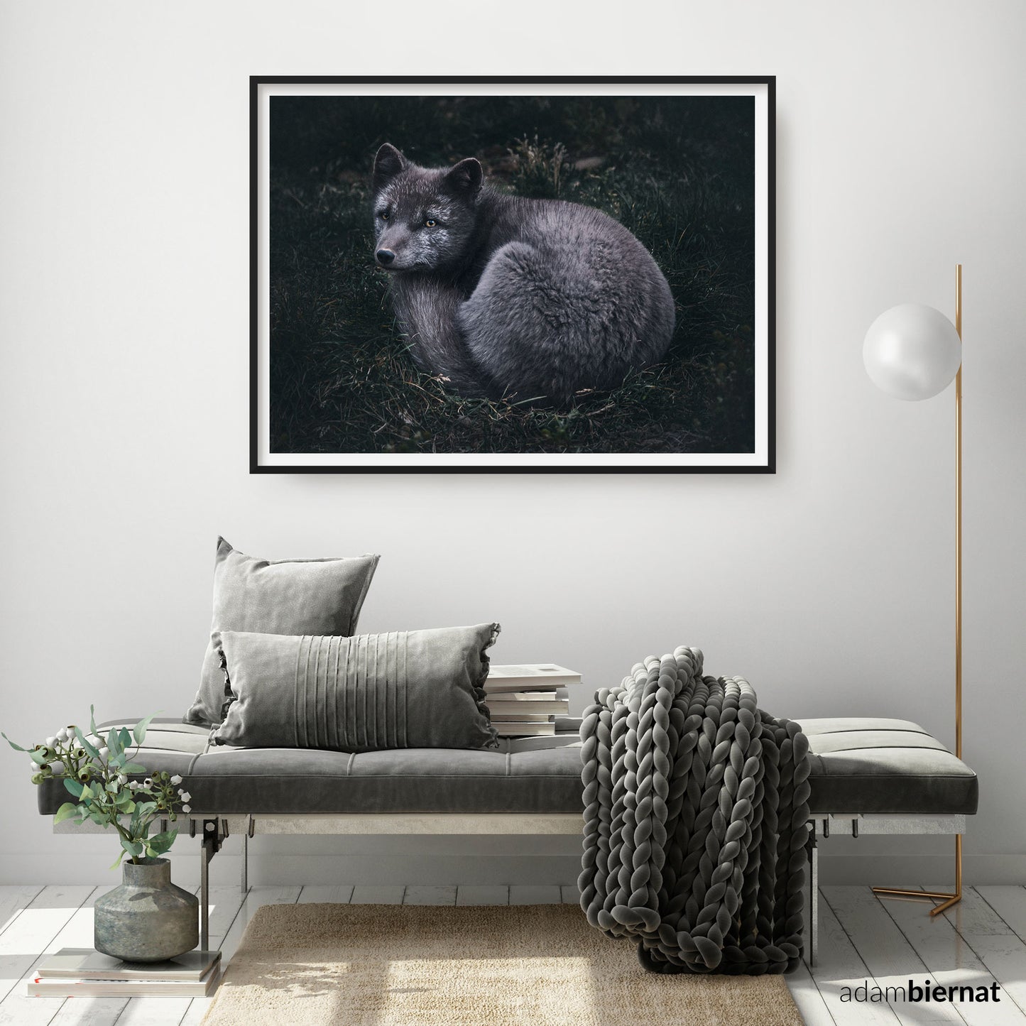 Arctic Fox of the Westfjords