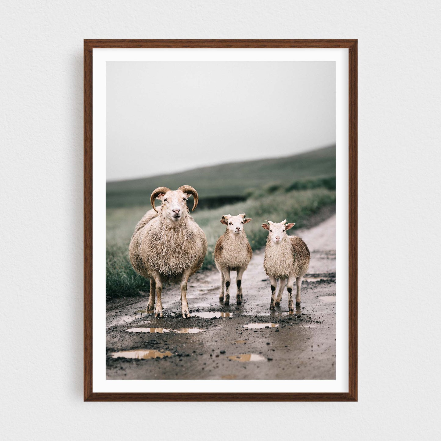 Sheep of the Troll Peninsula