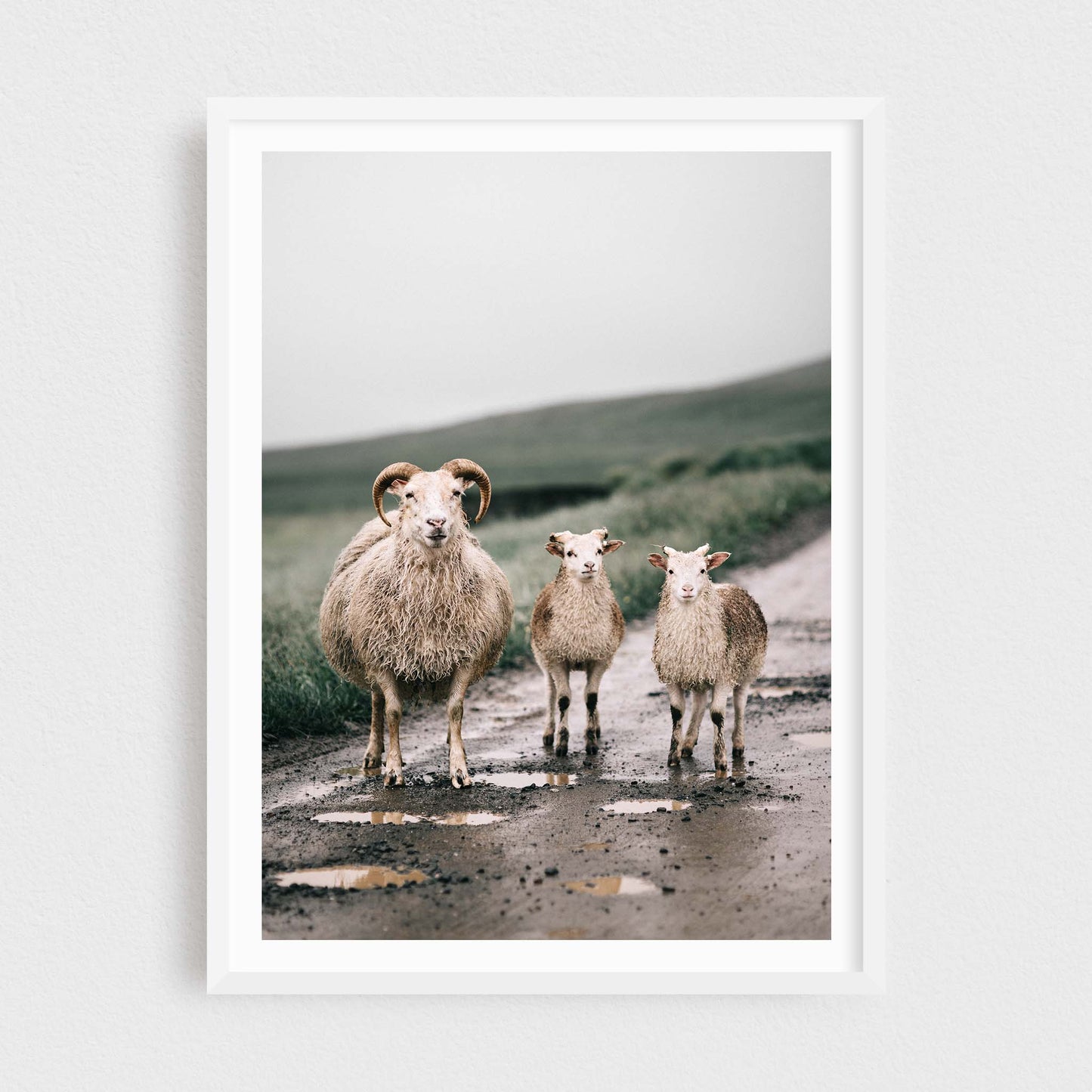 Sheep of the Troll Peninsula