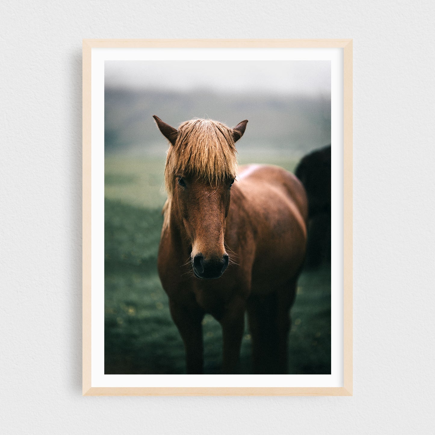Blær of Húsey — Icelandic Horse
