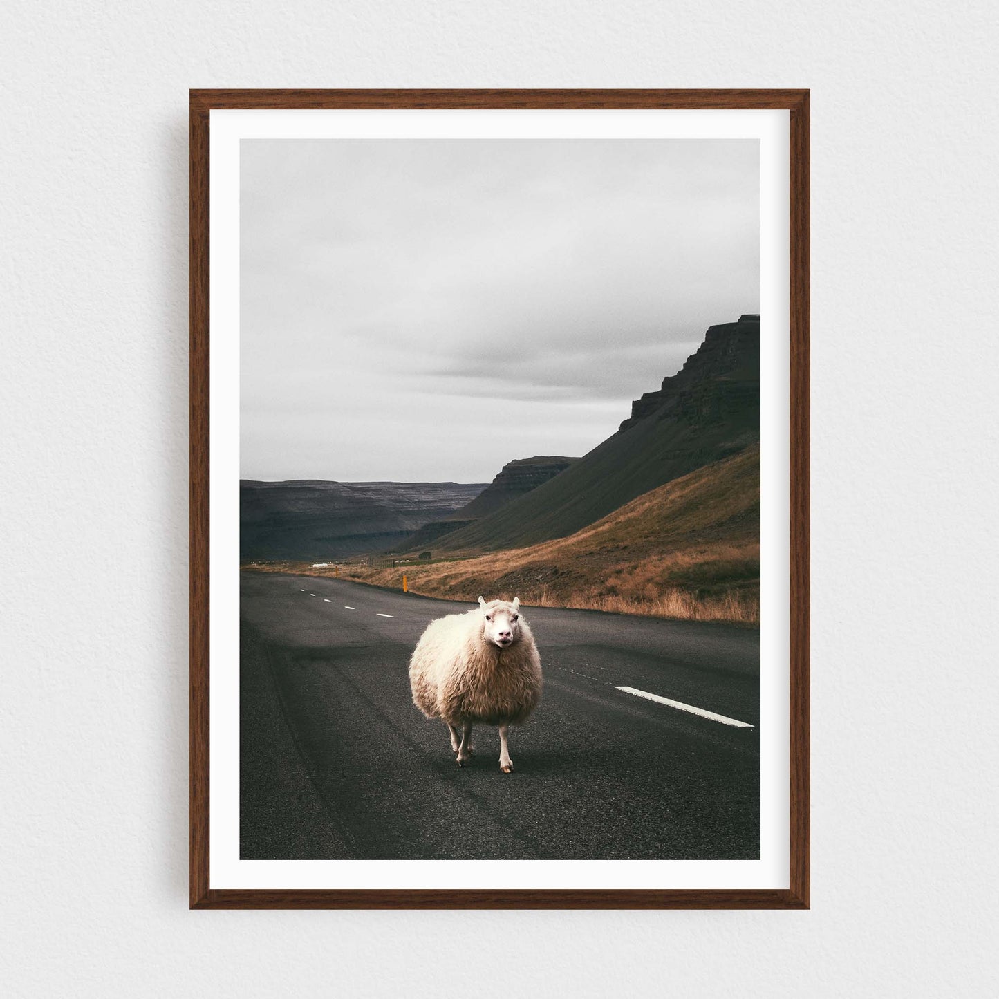 Sheep of the Westfjords