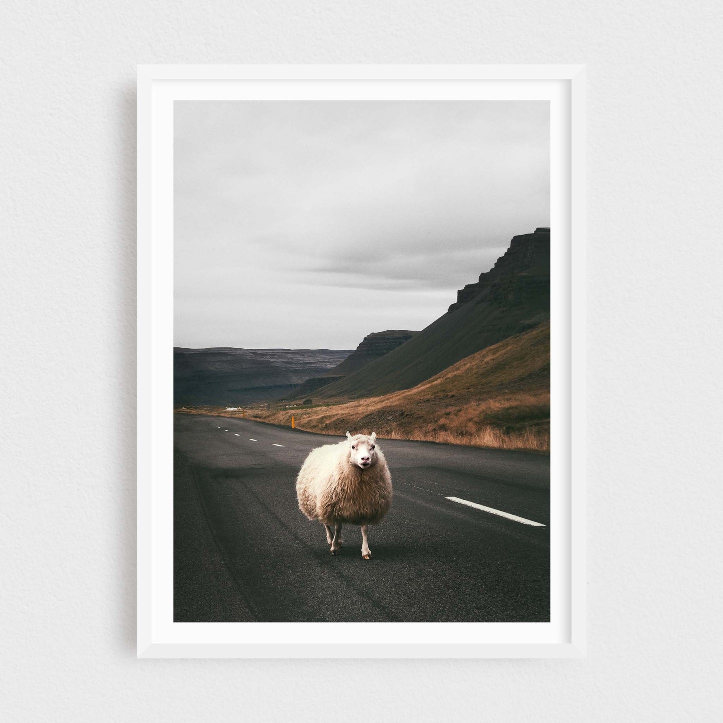 Sheep of the Westfjords