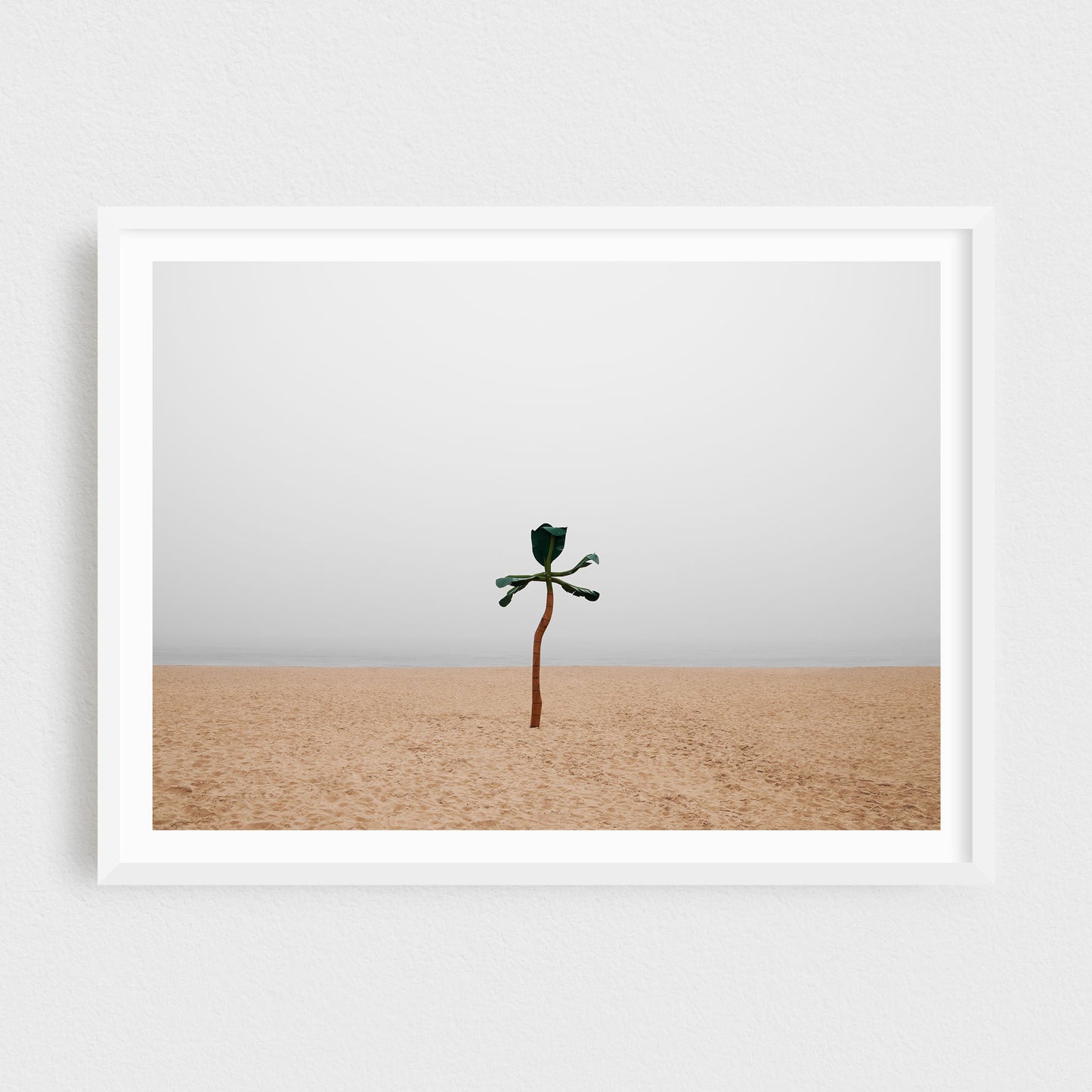 Somewhere by the Sea: The Palm
