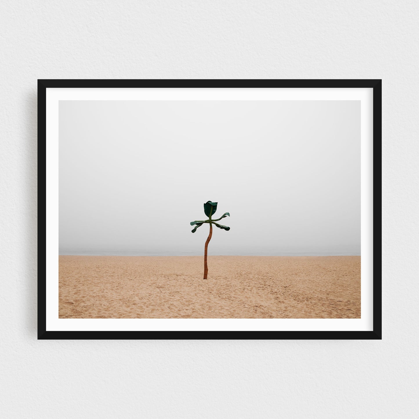 Somewhere by the Sea: The Palm