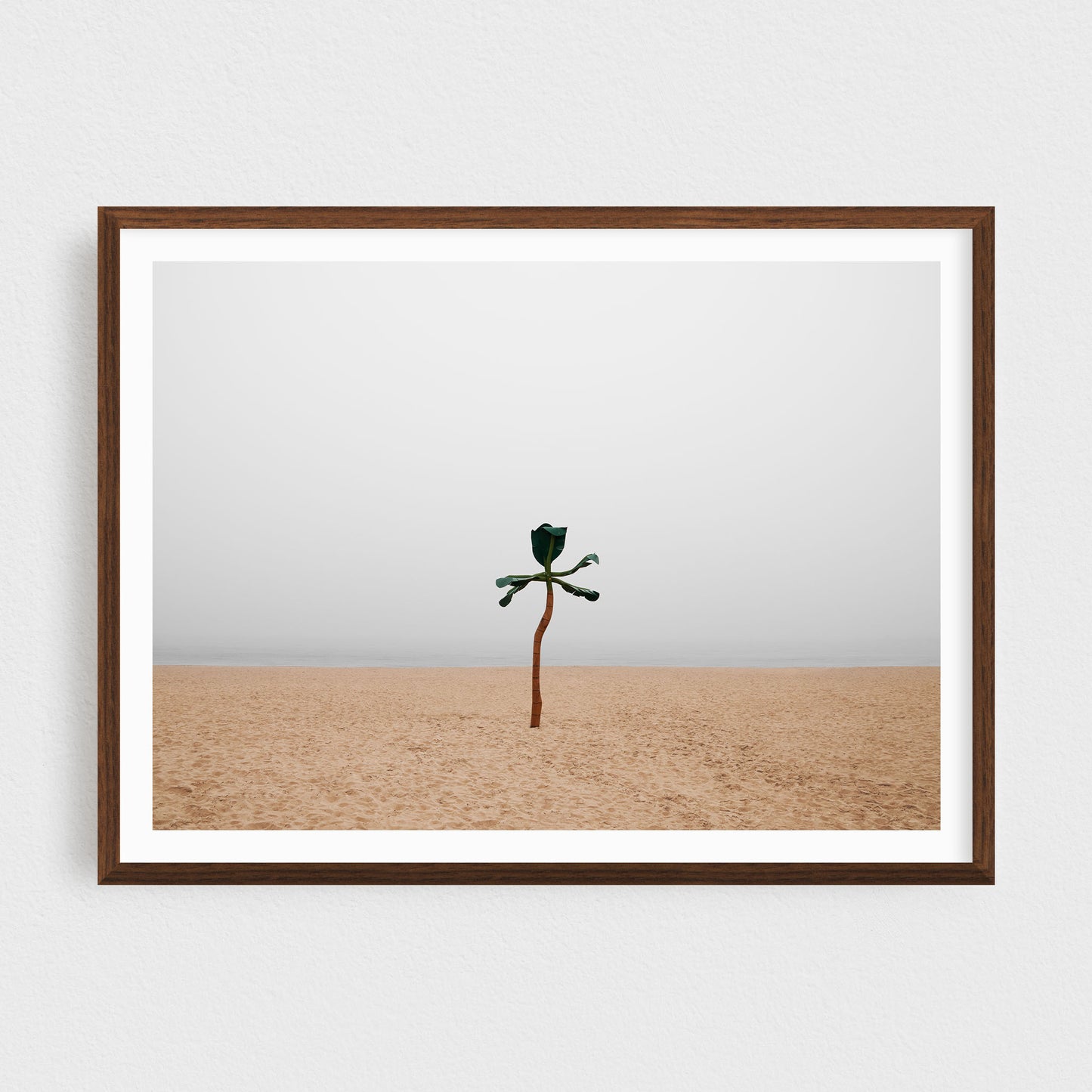 Somewhere by the Sea: The Palm