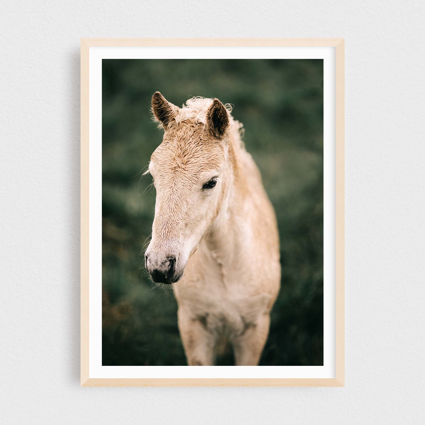 Bjarmi of Skálanes — Icelandic Foal