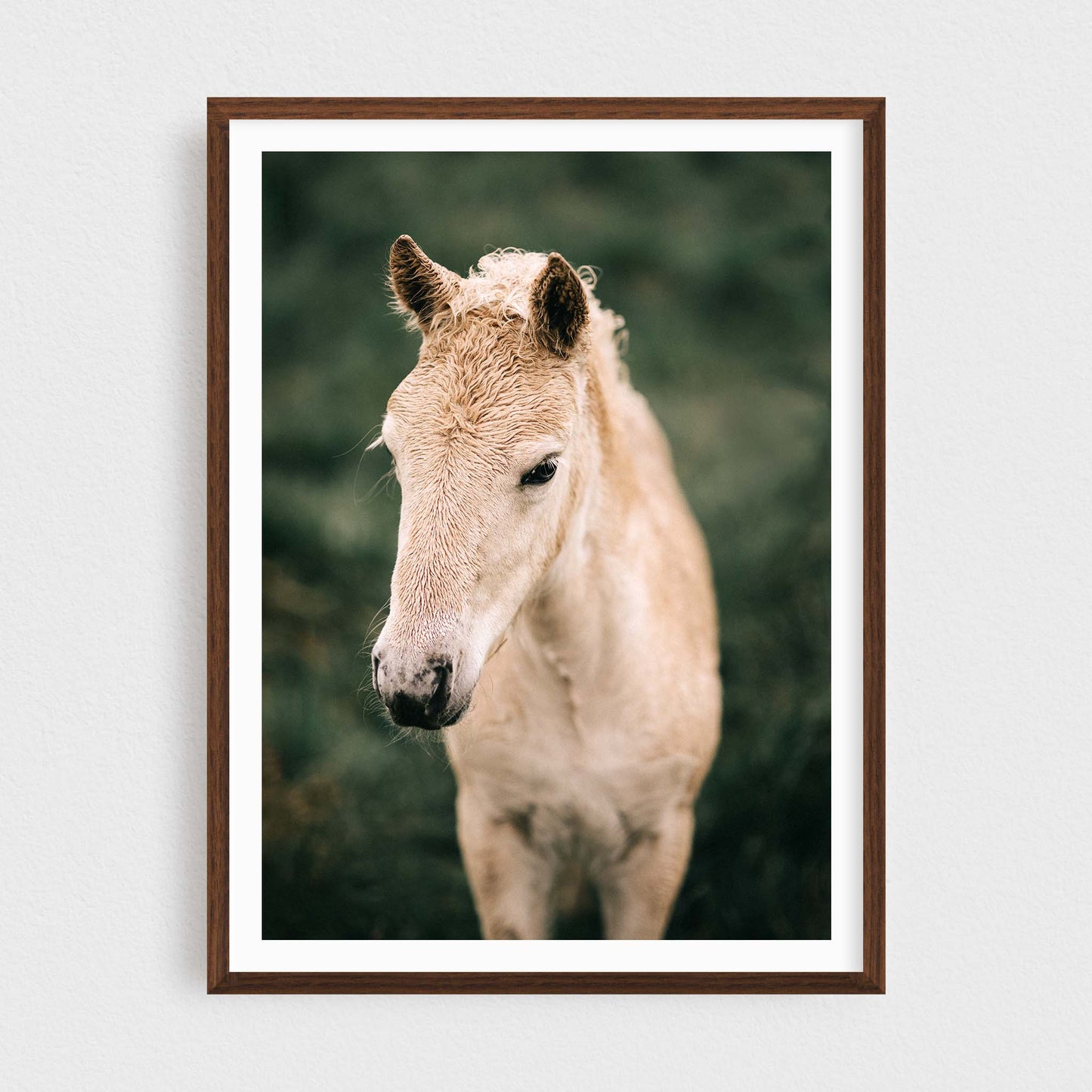 Bjarmi of Skálanes — Icelandic Foal