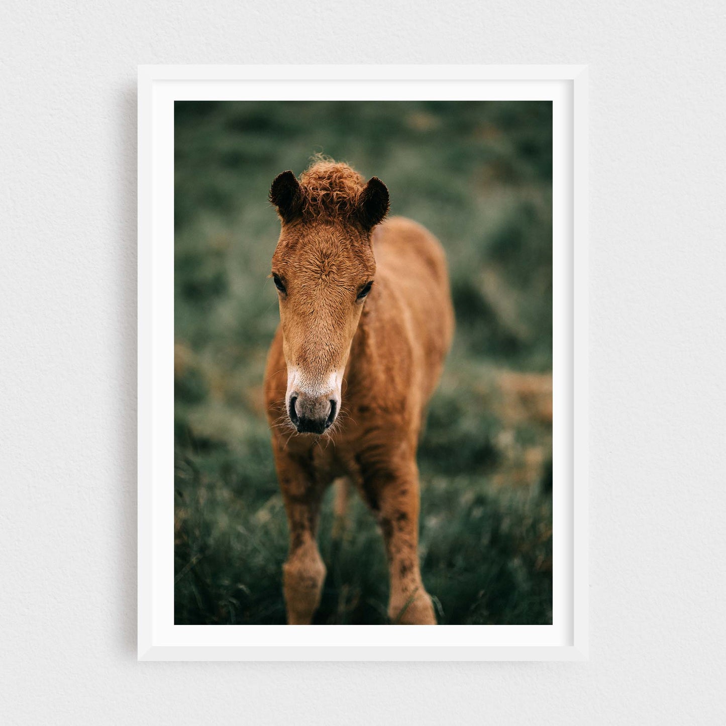 Eldur of Brekkur — Icelandic Foal