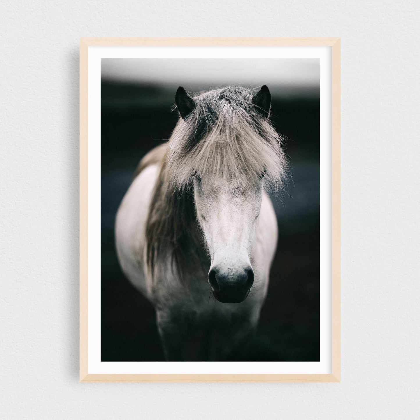 Ástríkur of Núpakot — Icelandic Horse
