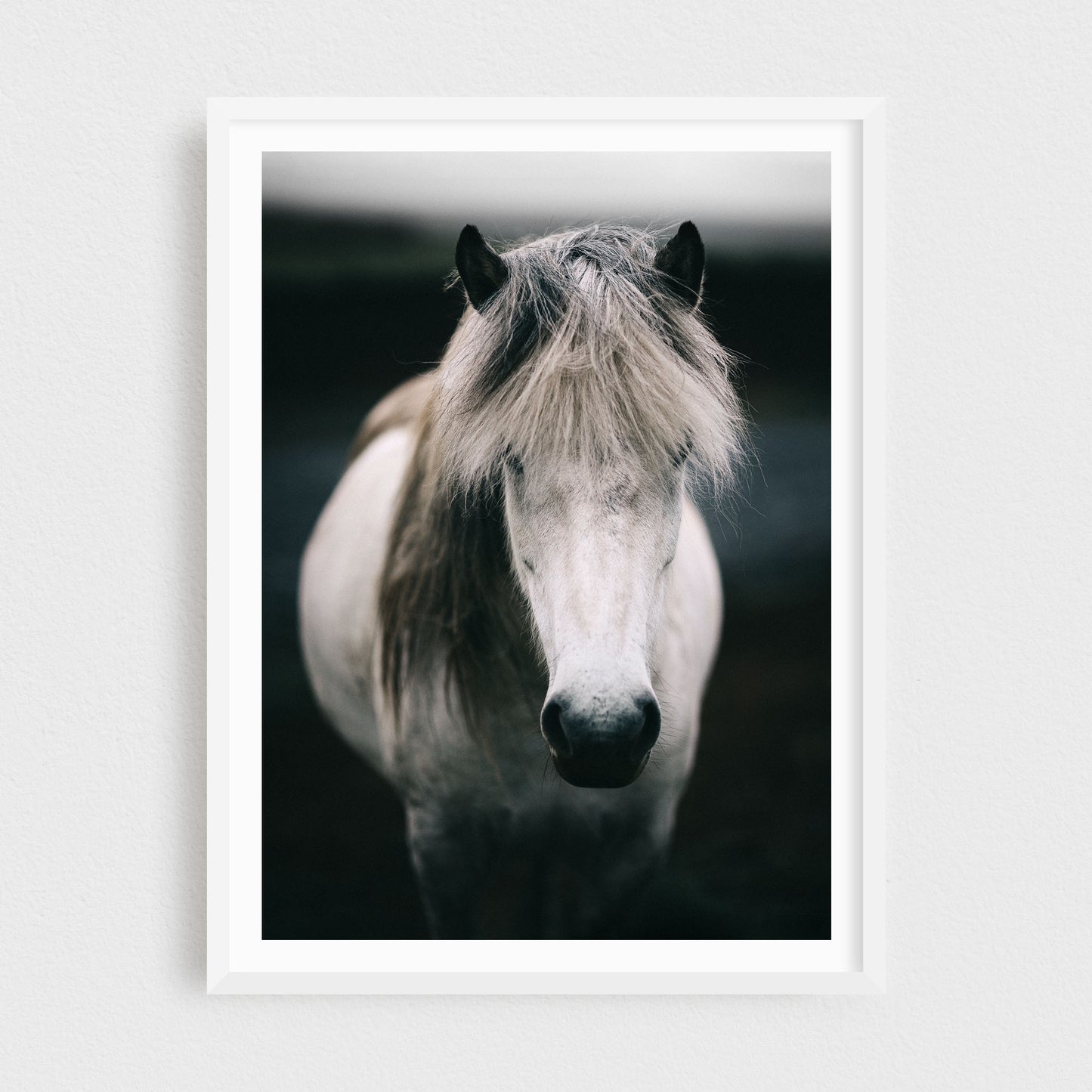 Ástríkur of Núpakot — Icelandic Horse