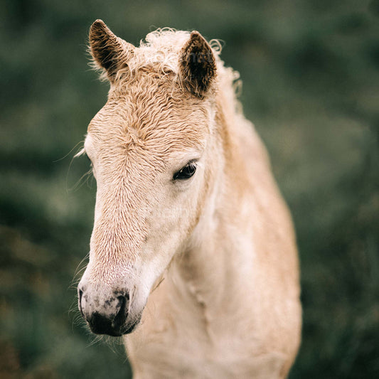Icelandic horse photography print