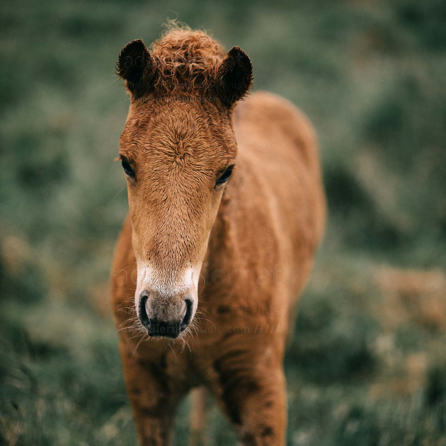 Icelandic horse photography print