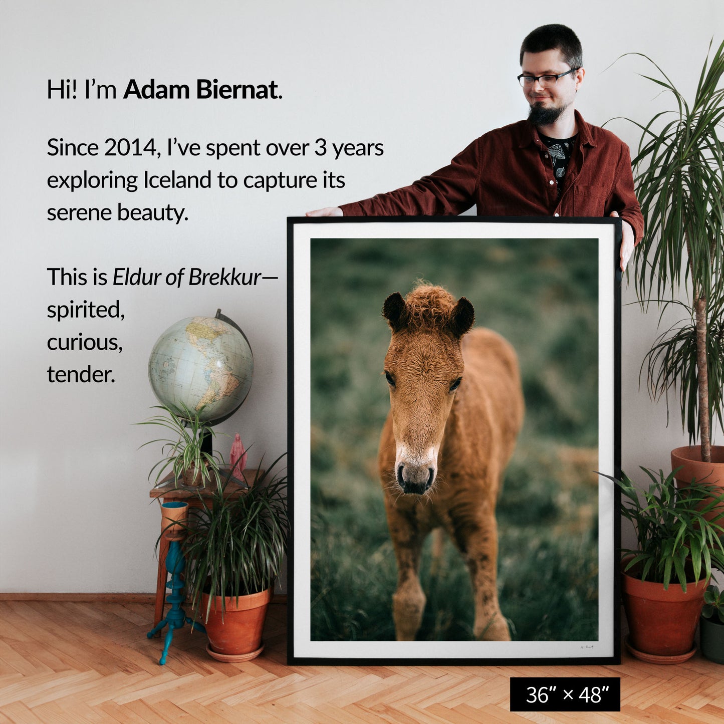 Eldur of Brekkur — Icelandic Foal