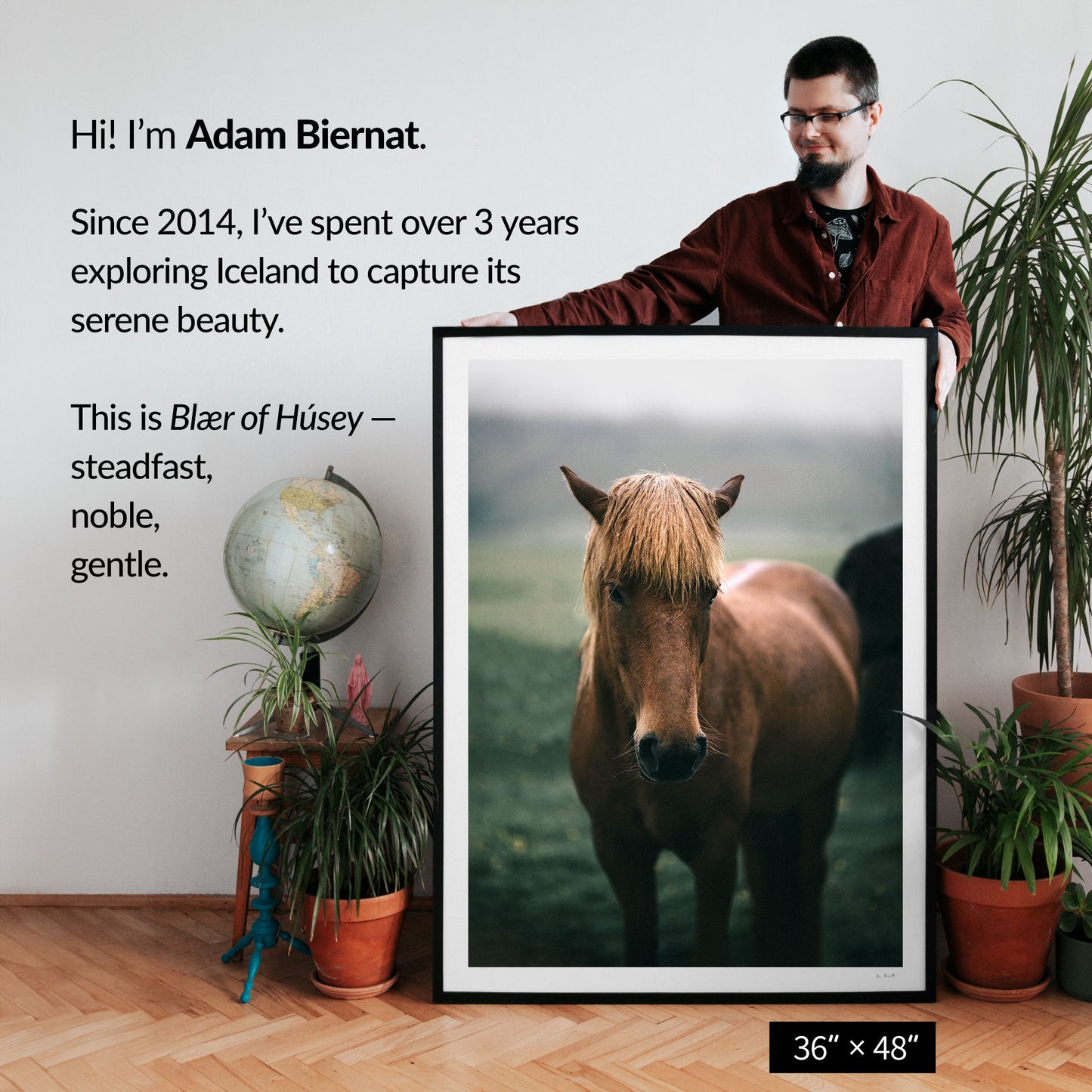 Blær of Húsey — Icelandic Horse