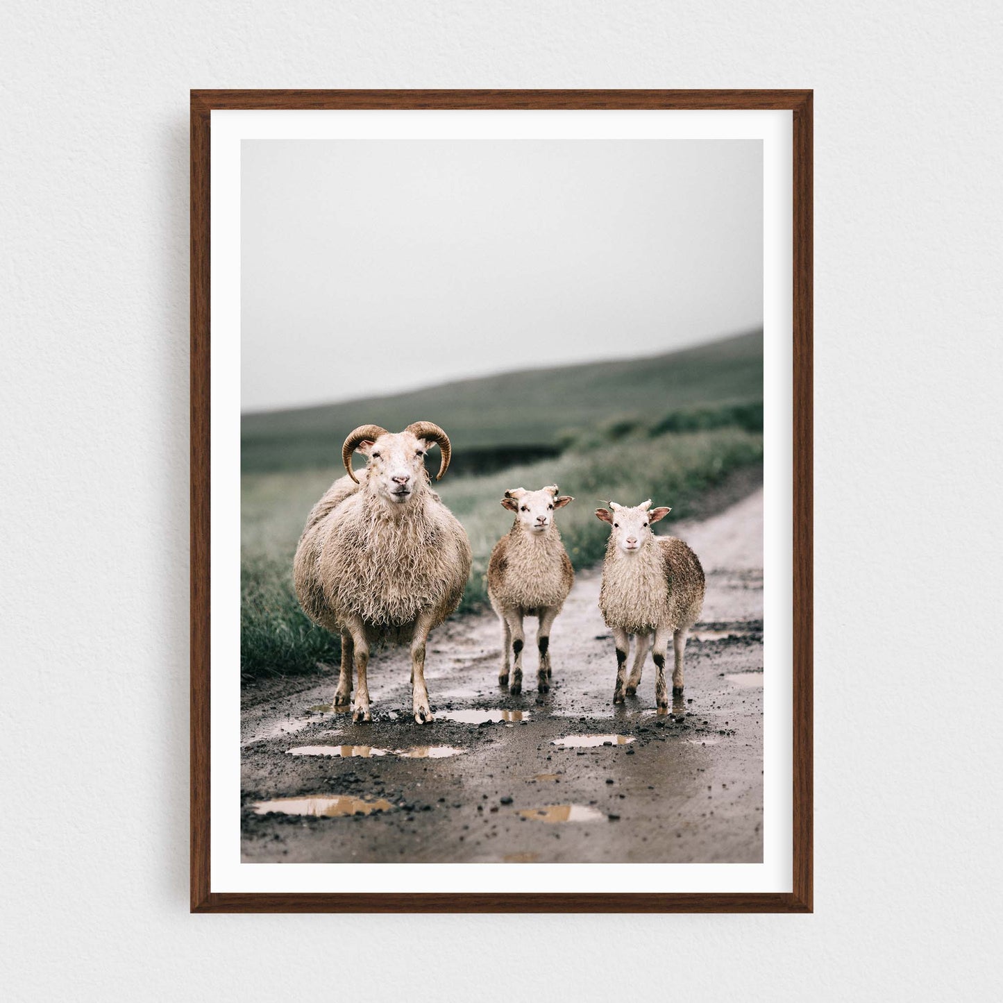 Icelandic Sheep Photography Print
