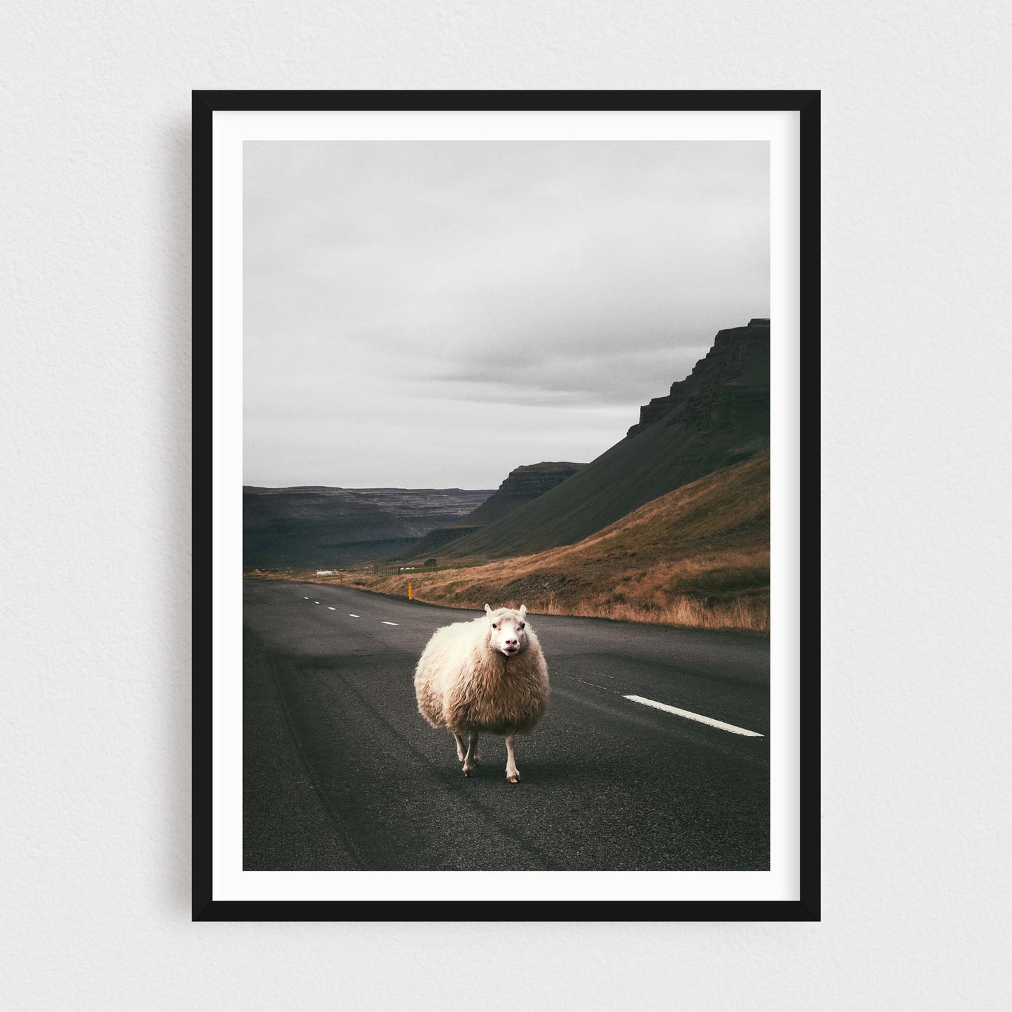 Icelandic Sheep Photography Print