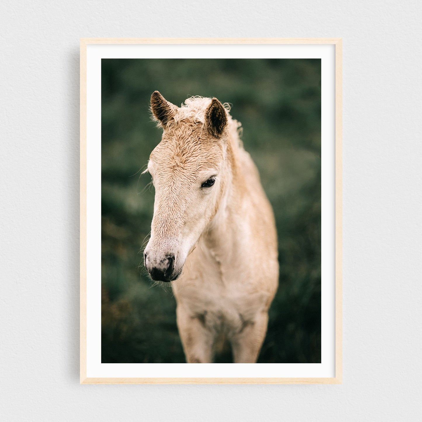 Icelandic Horse Photography Print