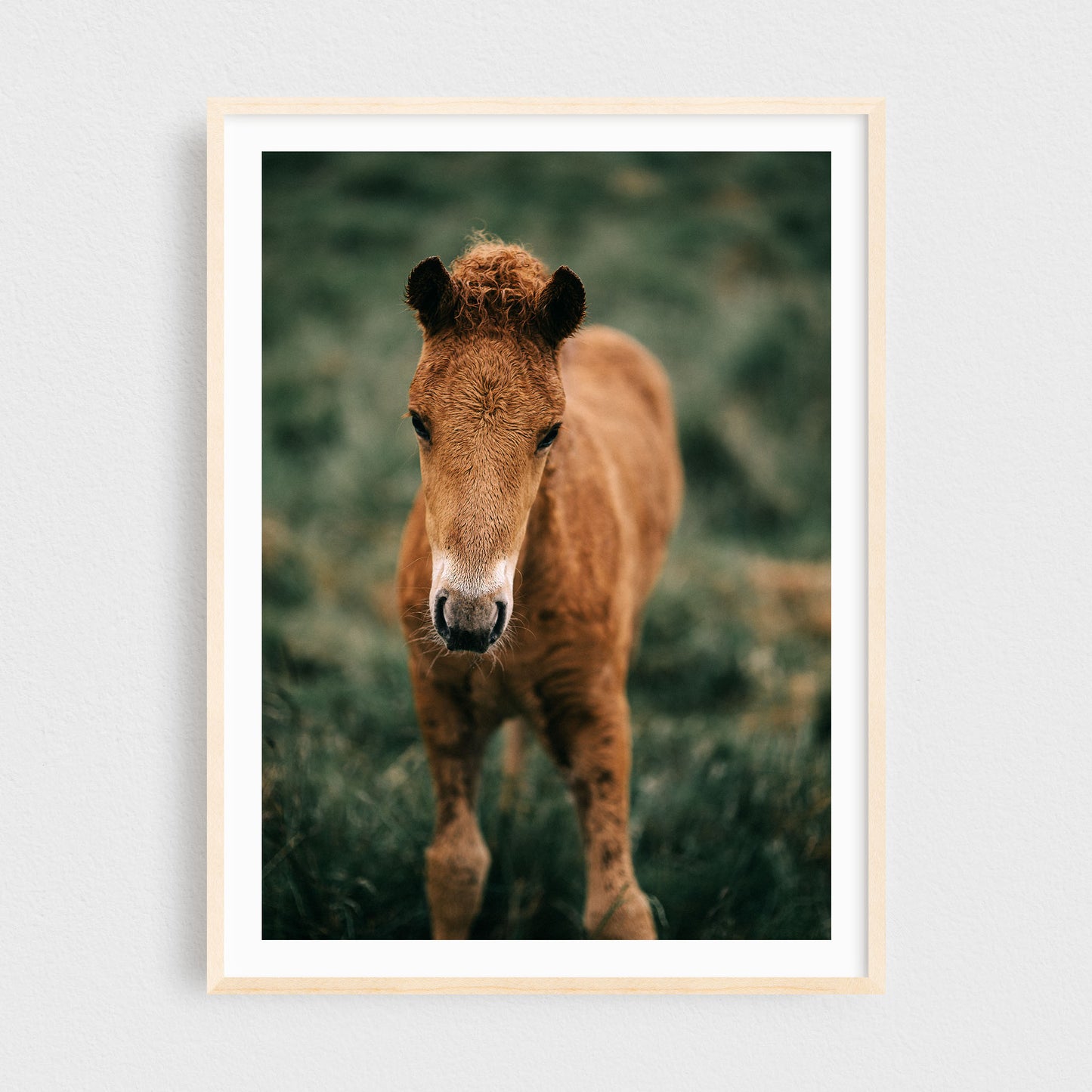 Icelandic Foal Photography Print