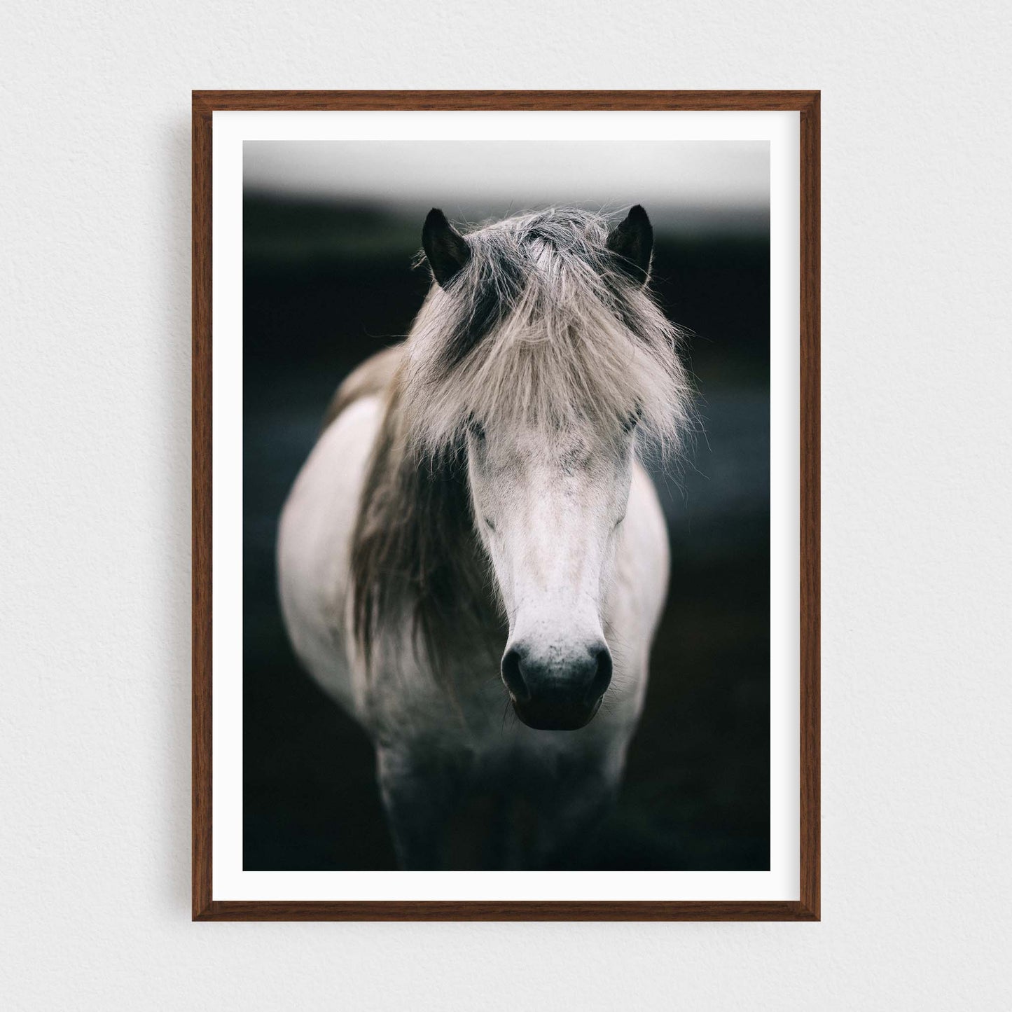 Icelandic White Horse Photography Print
