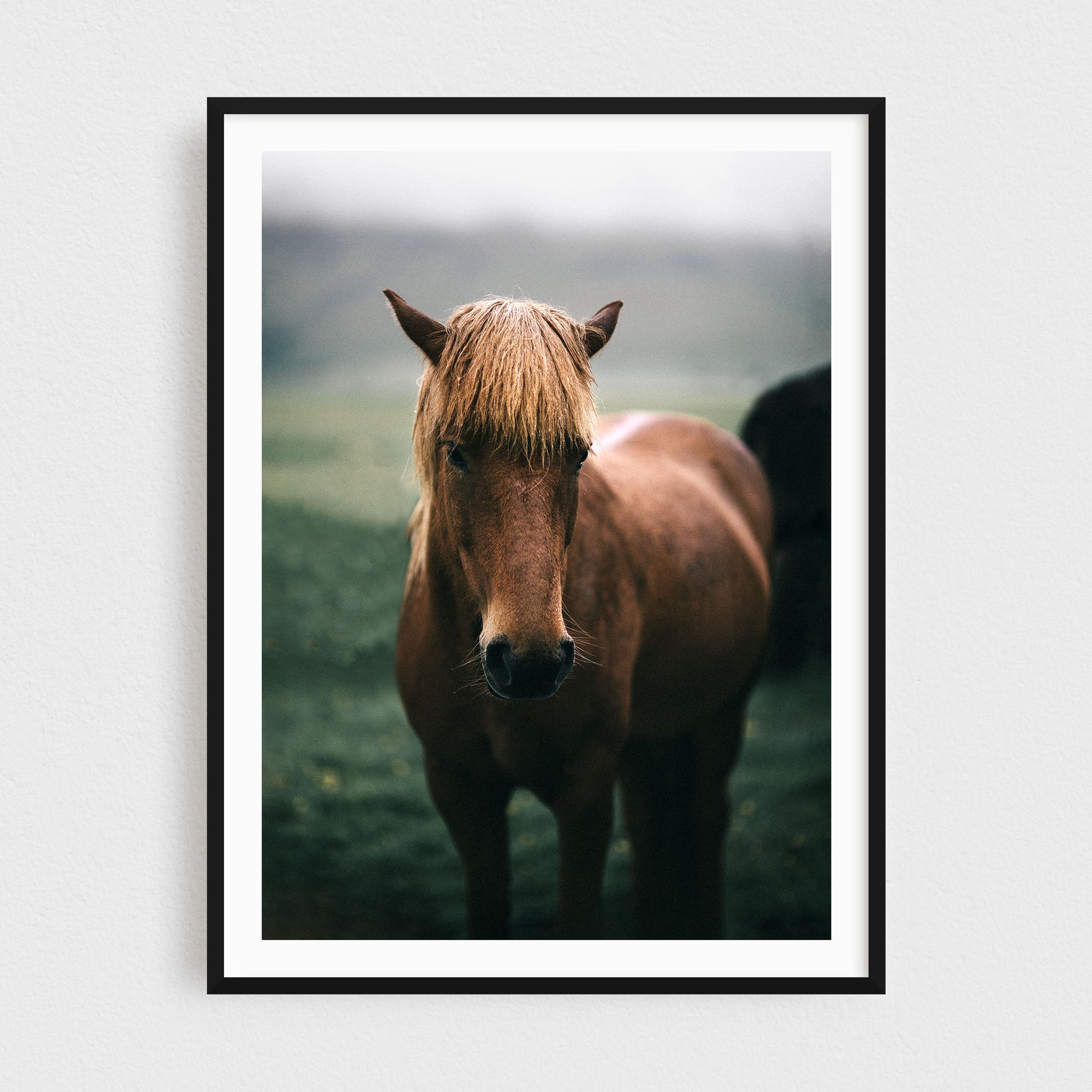 Icelandic horse fine art photography print