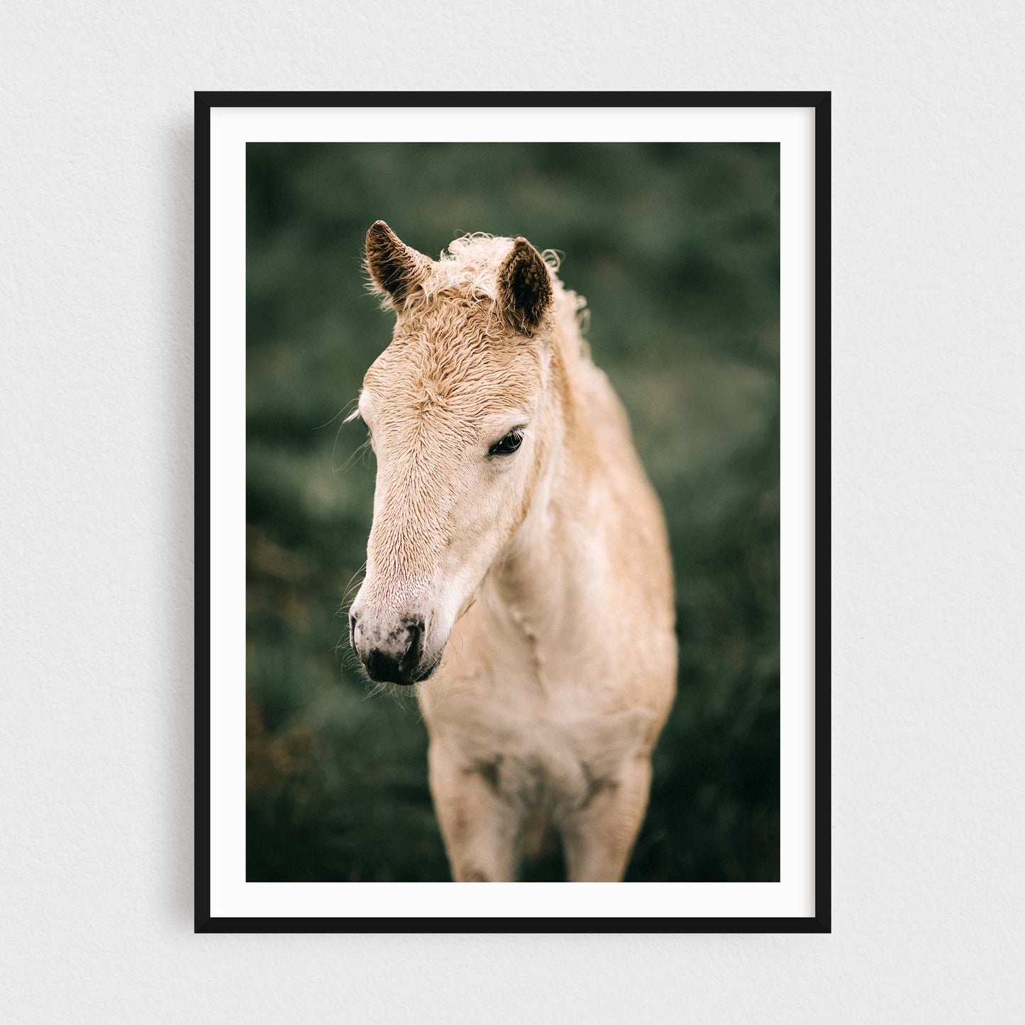 Icelandic horse fine art photography print