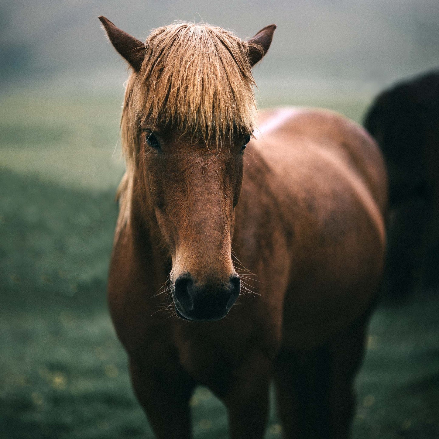 Icelandic horse photography print