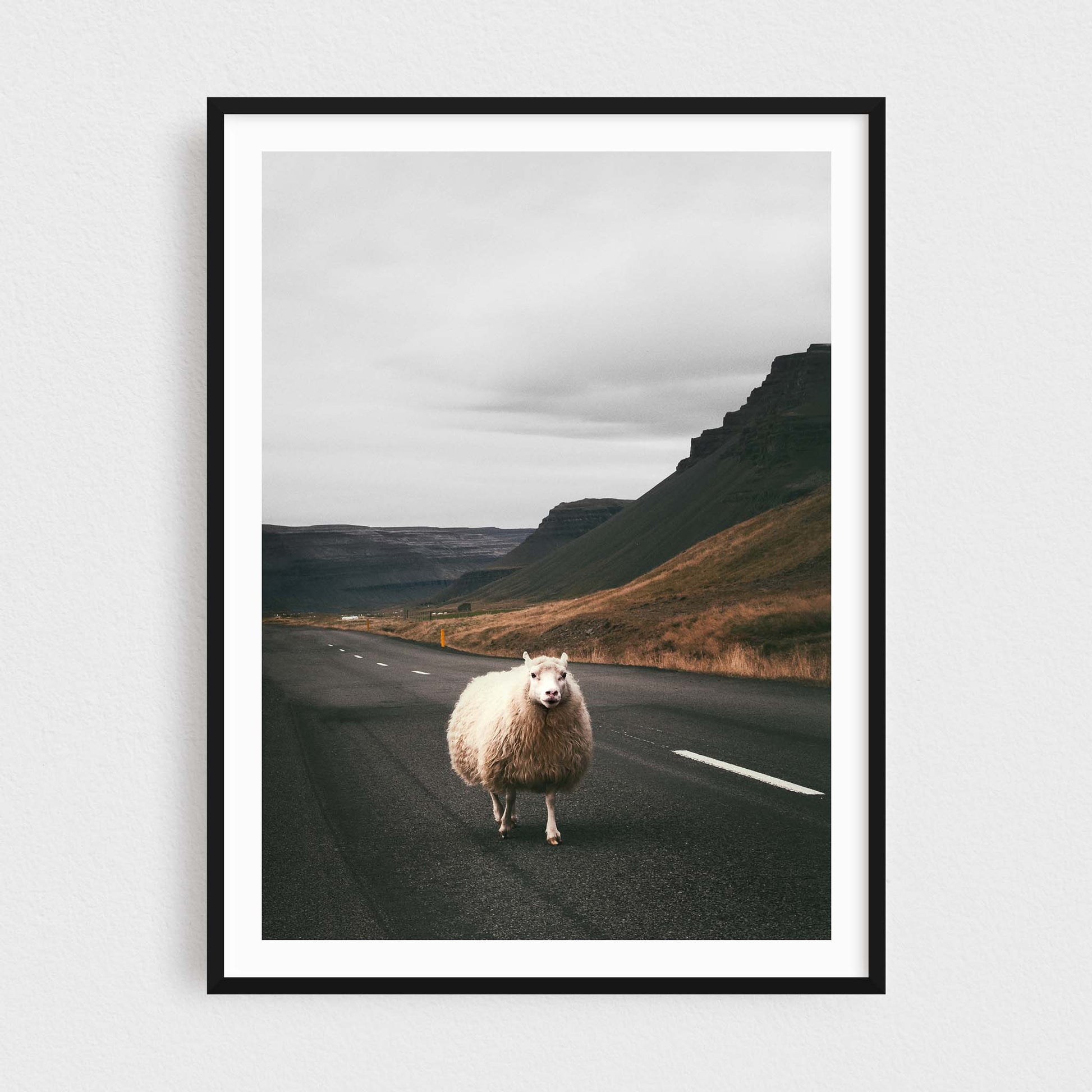 Icelandic sheep fine art photography print