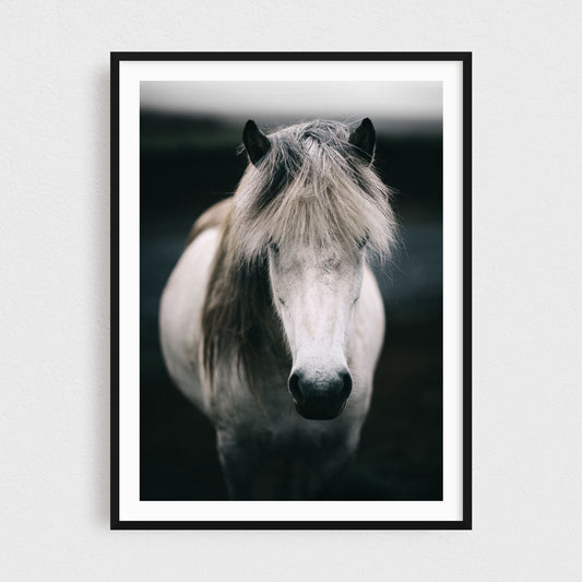 Icelandic white horse fine art photography print