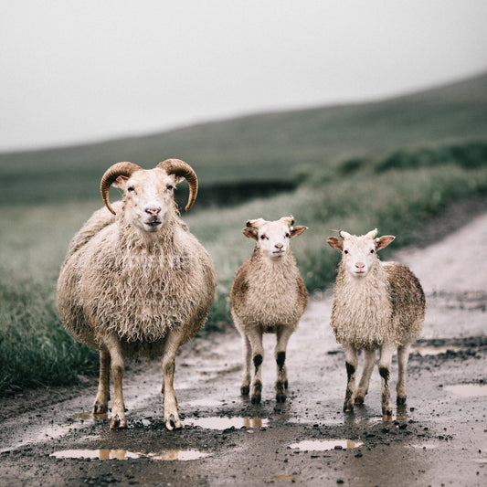 Sheep photography print