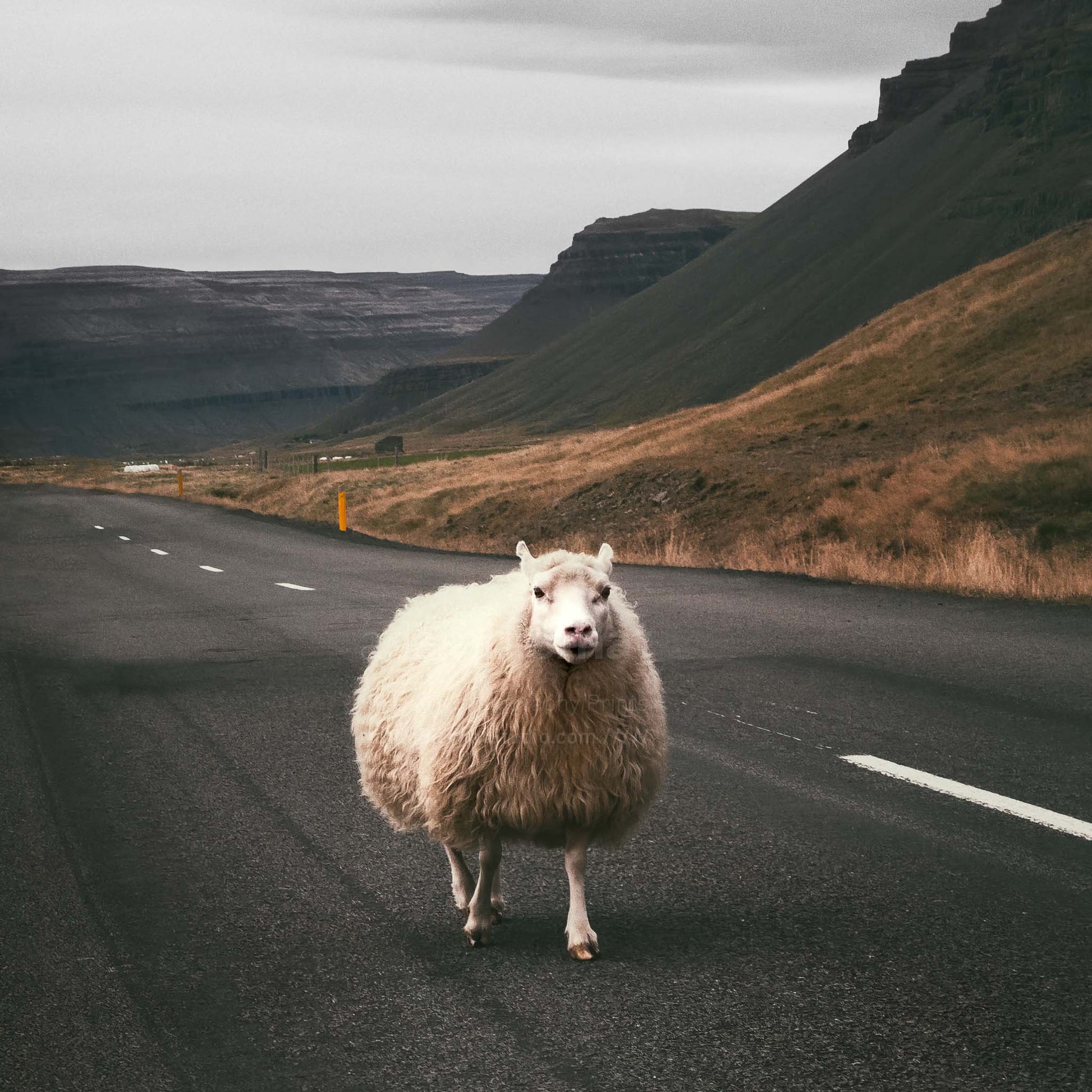 Sheep on the road in the Westfjords in Iceland photography print